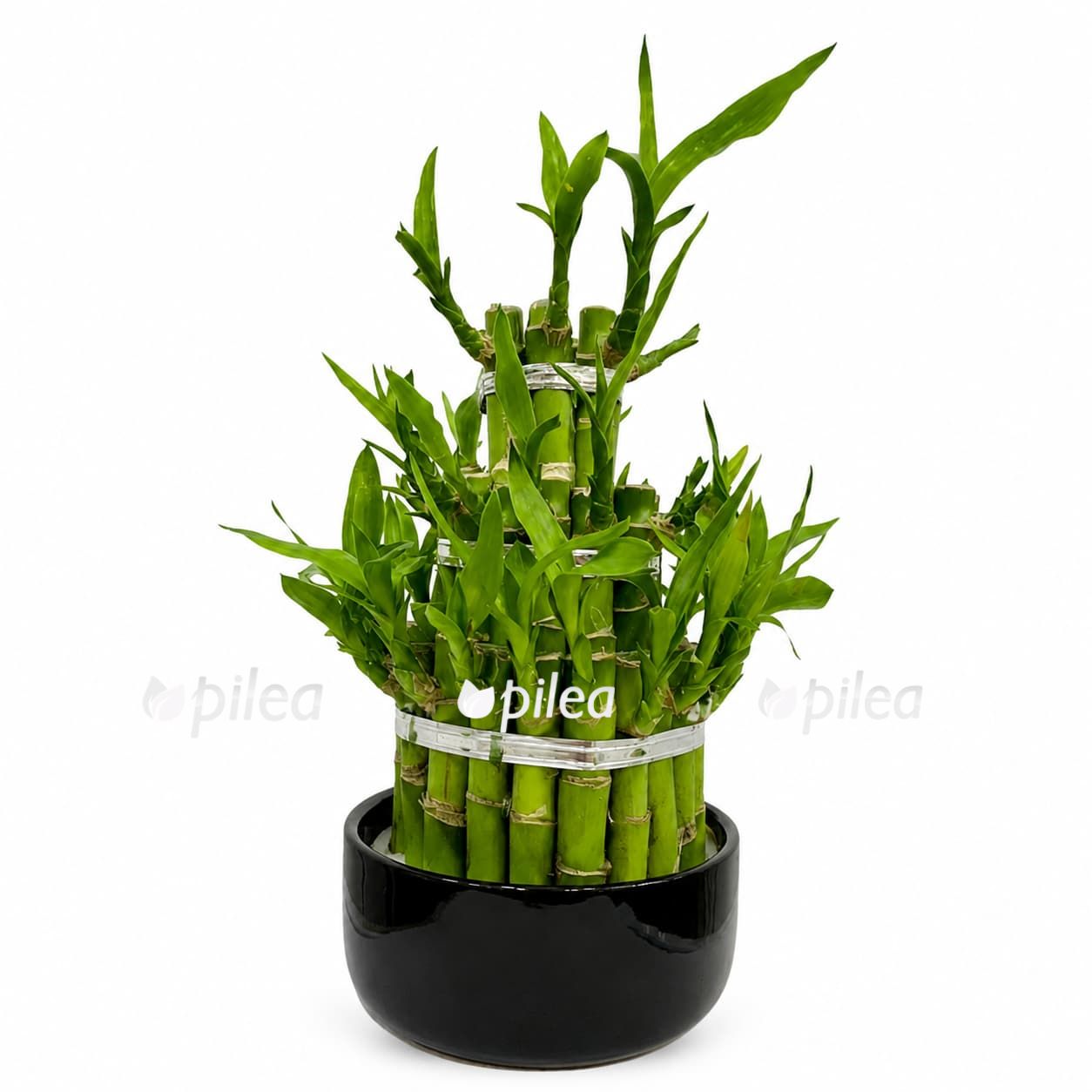 dracena lakki bambuk v keramike